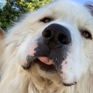 Meet your Posher, Kennedy